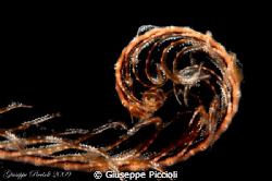 Young crinoid tentacle by Giuseppe Piccioli 